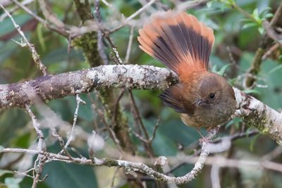 Dimorphic Fantail - Dimorfe Waaierstaart - Rhipidure dimorphe
