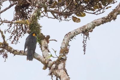 Smoky Honeyeater - Geelwanghoningeter - Méliphage enfumé