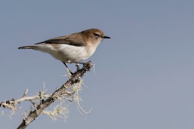 Brown-breasted Gerygone - Boomvarenmangrovezanger - Grygone  cou brun