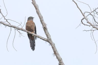 Fan-tailed Cuckoo - Waaierstaartkoekoek - Coucou  ventail
