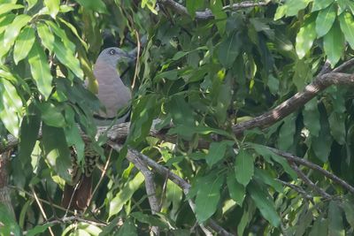 Zoe's Imperial Pigeon - Halsbandmuskaatduif - Carpophage de Zoé