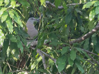 Zoe's Imperial Pigeon - Halsbandmuskaatduif - Carpophage de Zo