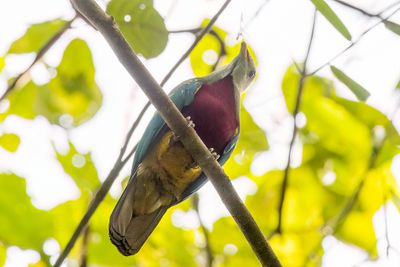 Wompoo Fruit Dove - Wompoejufferduif - Ptilope magnifique