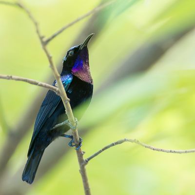 Black Sunbird - Fluweelhoningzuiger - Souimanga satin (m)