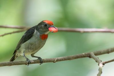 Red-capped Flowerpecker - Papoeahoningvogel - Dice de Geelvink (m)