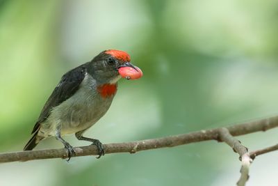 Red-capped Flowerpecker - Papoeahoningvogel - Dicée de Geelvink (m)