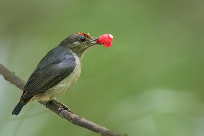 Red-capped Flowerpecker - Papoeahoningvogel - Dicée de Geelvink (m)