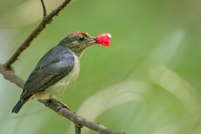 Red-capped Flowerpecker - Papoeahoningvogel - Dice de Geelvink (m)