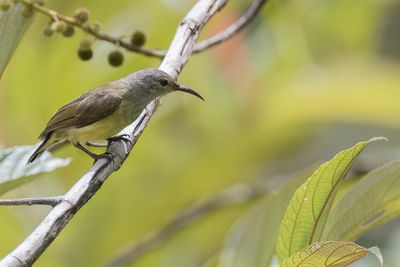 Black Sunbird - Fluweelhoningzuiger - Souimanga satiné (f)