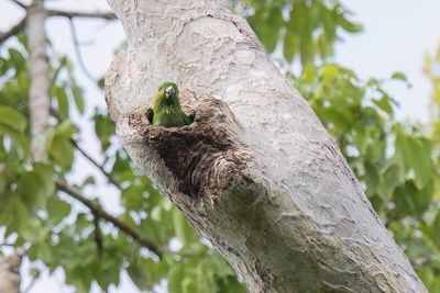 Salvadori's Fig-parrot - Salvadori's Vijgpapegaai - Psittacule de Salvadori (f)