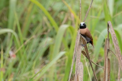 Chestnut-breasted Mannikin - Bruinborstrietvink - Capucin donacole