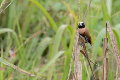 Chestnut-breasted Mannikin - Bruinborstrietvink - Capucin donacole