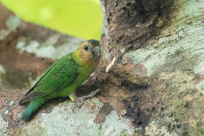 Buff-faced Pygmy Parrot - Sclaters Spechtpapegaai - Micropsitte  tte fauve