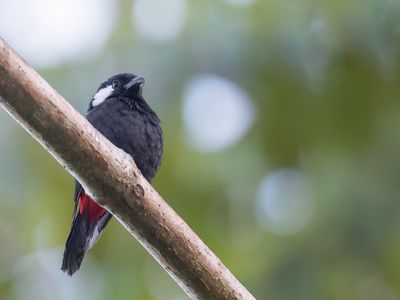 Lowland Peltops - Bospeltops - Peltopse des plaines