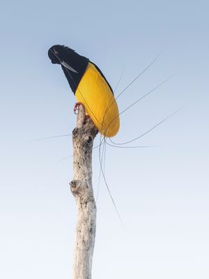 Twelve-wired Bird-of-paradise - Twaalfdradige Paradijshop - Paradisier multifil (m)