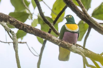 Geelvink Fruit Dove - Geelvinkjufferduif - Ptilope de Geelvink