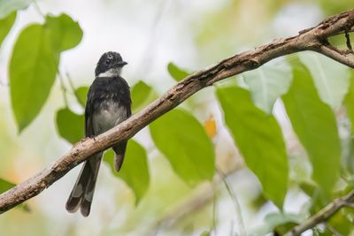 Biak Fantail - Biakwaaierstaart - Rhipidure de Biak
