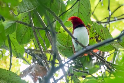 King Bird-of-paradise - Koningsparadijsvogel - Paradisier royal
