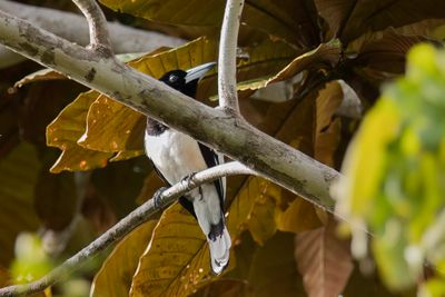 Hooded Butcherbird - Papoeaorgelvogel - Cassican à tête noire