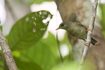 Biak Leaf Warbler - Biakboszanger - Pouillot de Biak