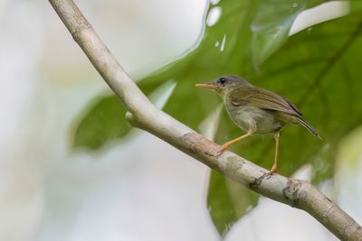 Biak Leaf Warbler - Biakboszanger - Pouillot de Biak