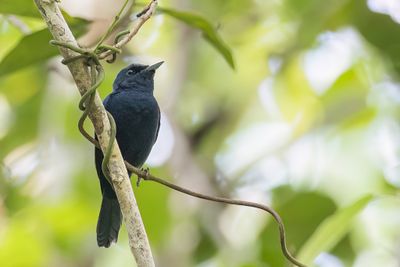 Biak Black Flycatcher - Biakmonarch - Monarque de Biak