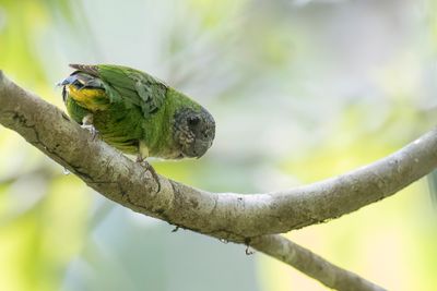 Geelvink Pygmy Parrot - Biakspechtpapegaai - Micropsitte de Geelvink (f)