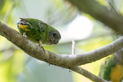 Geelvink Pygmy Parrot - Biakspechtpapegaai - Micropsitte de Geelvink (f)