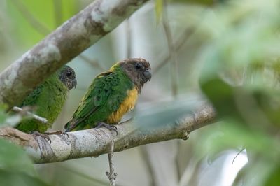 Geelvink Pygmy Parrot - Biakspechtpapegaai - Micropsitte de Geelvink (m+f)