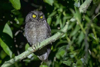 Biak Scops Owl - Biakdwergooruil - Petit-duc de Beccari
