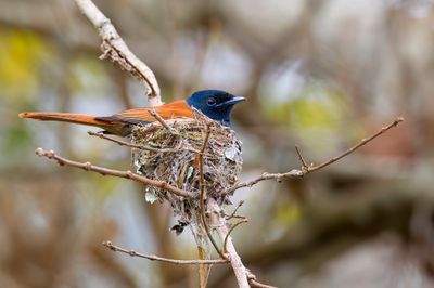 Rufous-vented Paradise Flycatcher - Gabonparadijsmonarch - Tchitrec du Congo (f)