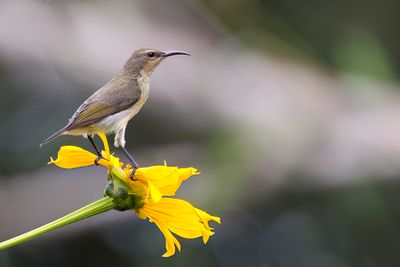 Tiny Sunbird - Kabouterhoningzuiger - Souimanga minule (f)