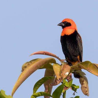 Black-winged Bishop - Roodvoorhoofdwever - Euplecte monseigneur (m)