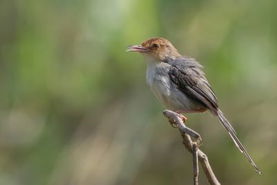 Sao Tome Prinia - São-Toméprinia - Prinia de Sao Tomé