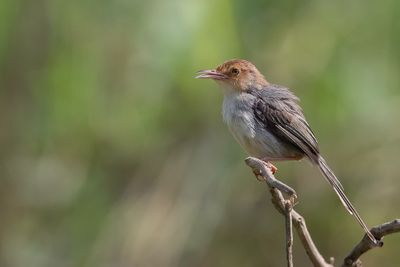 Sao Tome Prinia - So-Tomprinia - Prinia de Sao Tom