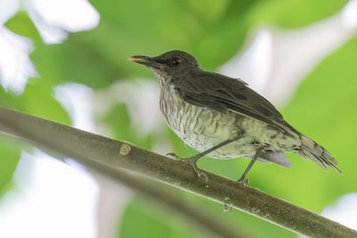 Sao Tome Thrush - Sao Tom-lijster - Merle de Sao Tom