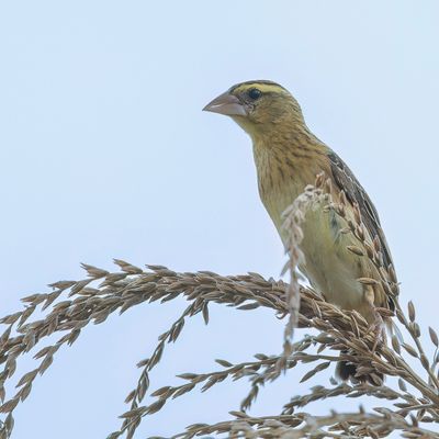 Golden-backed Bishop - Goudrugwever - Euplecte dor (f)