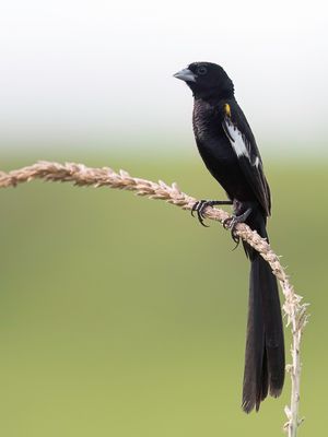 White-winged Widowbird - Spiegelwidavink - Euplecte  paules blanches (m)