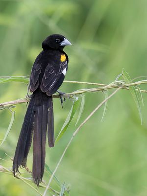 White-winged Widowbird - Spiegelwidavink - Euplecte  paules blanches (m)