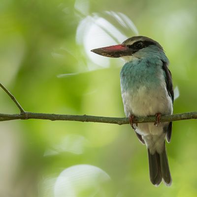 Blue-breasted Kingfisher - Teugelijsvogel - Martin-chasseur  poitrine bleue