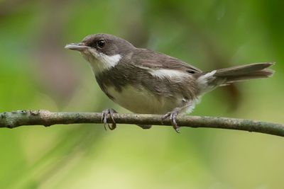 Dohrn's Warbler - Dohrns Lijstertimalia - Fauvette de Dohrn