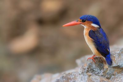 Malachite (Principe) Kingfisher - Malachietijsvogel - Martin-pcheur hupp