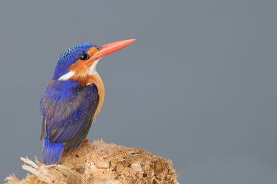 Malachite (Principe) Kingfisher - Malachietijsvogel - Martin-pcheur hupp