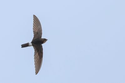 Little Swift - Huisgierzwaluw - Martinet des maisons