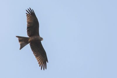 Yellow-billed Kite - Geelsnavelwouw - Milan d'Afrique