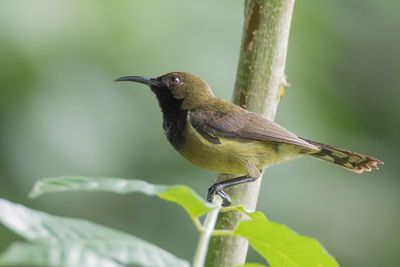 Principe Sunbird - Principehoningzuiger - Souimanga de Hartlaub (m)