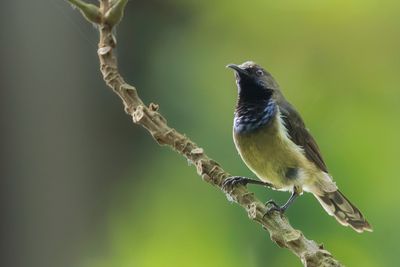 Principe Sunbird - Principehoningzuiger - Souimanga de Hartlaub (m)