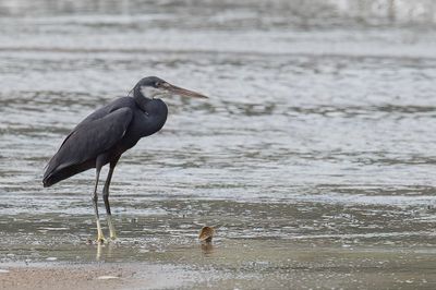 Western Reef Heron - Westelijke Rifreiger - Aigrette  gorge blanche