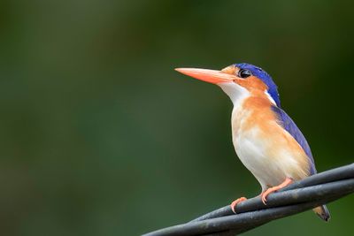 Malachite (Principe) Kingfisher - Malachietijsvogel - Martin-pcheur hupp