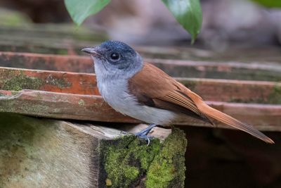 Sao Tome Paradise Flycatcher - So-Tomparadijsmonarch - Tchitrec de Sao Tom (f)